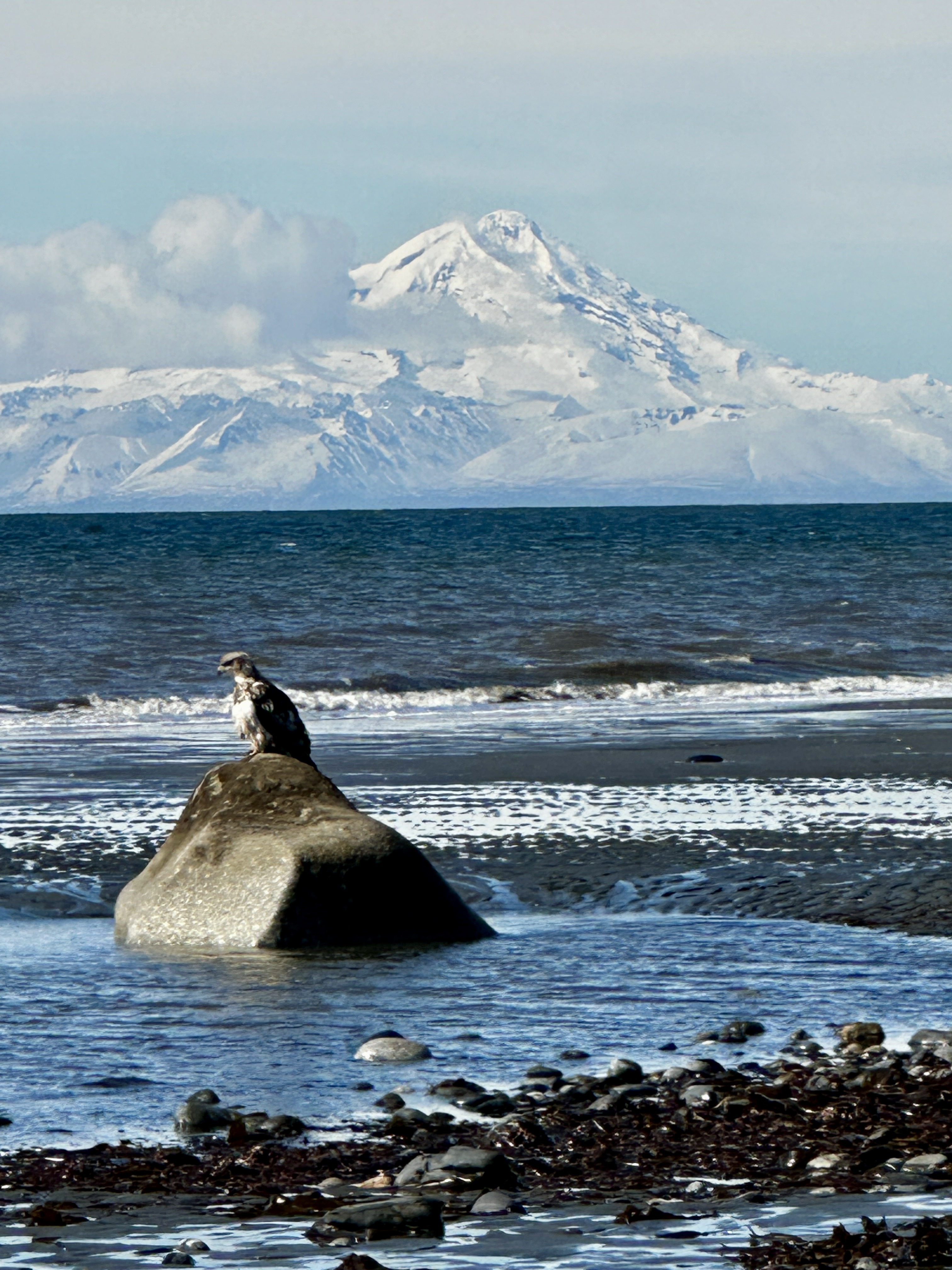 A juvenile eagle perched on a large rock on a beach with snowy mountains in the background