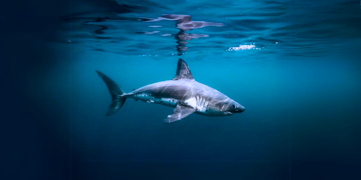 Salmon Shark swims off of coast of alaska